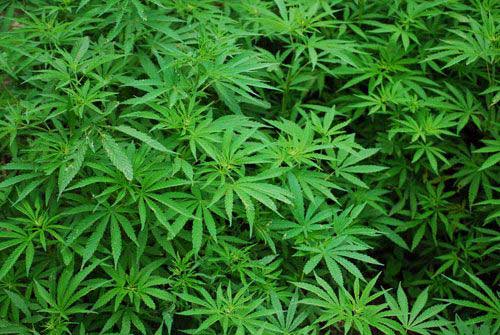 Cannabis grows in a field