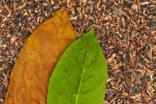 Tobacco plants
